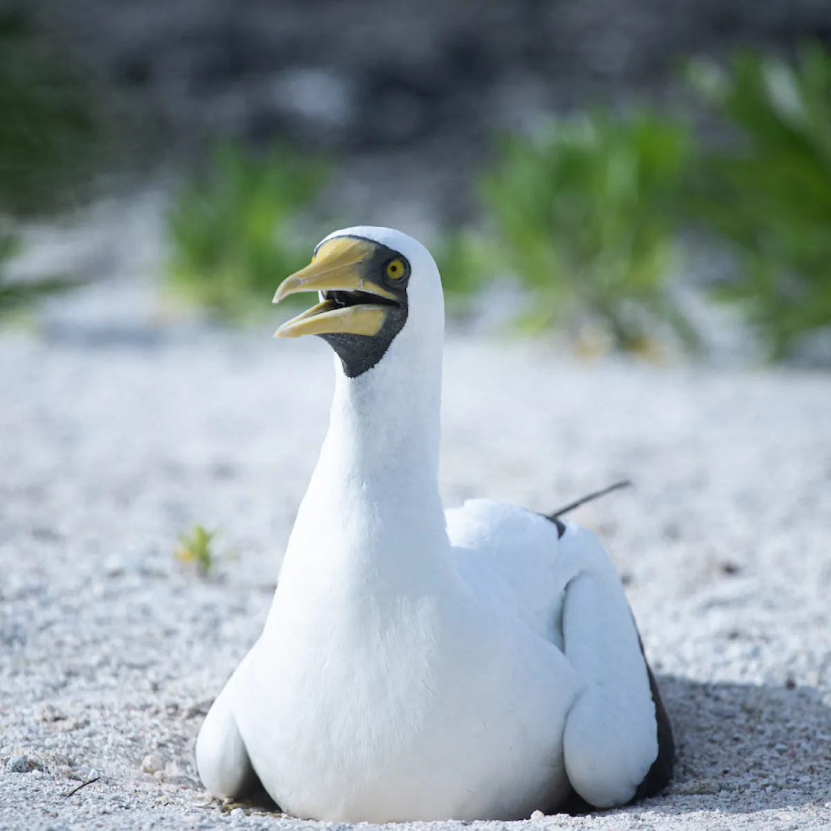 masked booby on motu Hiraanae Tetiaroa