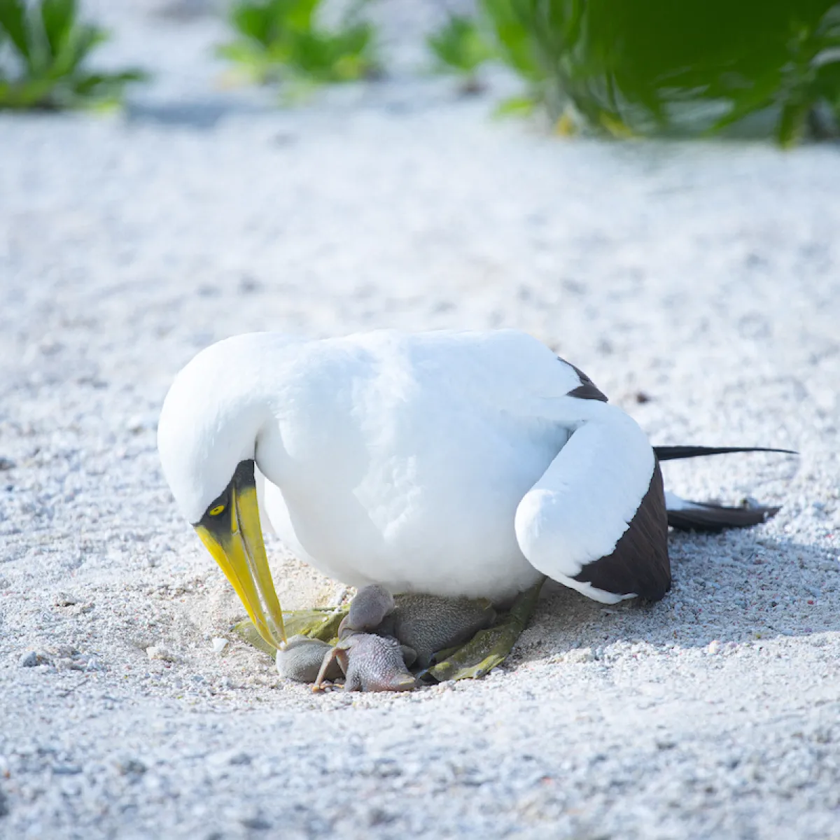 masked booby parent with 2 hatchlings