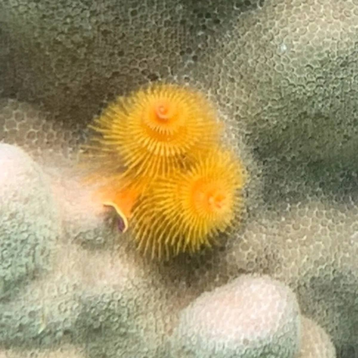 En fait, même si les couronnes colorées de ces vers sont visibles, la plupart de leurs corps sont ancrés dans des terriers qu’ils creusent dans le corail vivant.