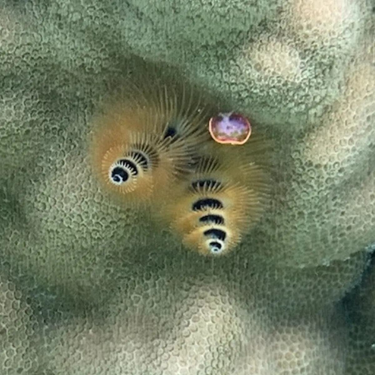 Ces appendices sont utilisés pour la respiration et pour prendre le dîner