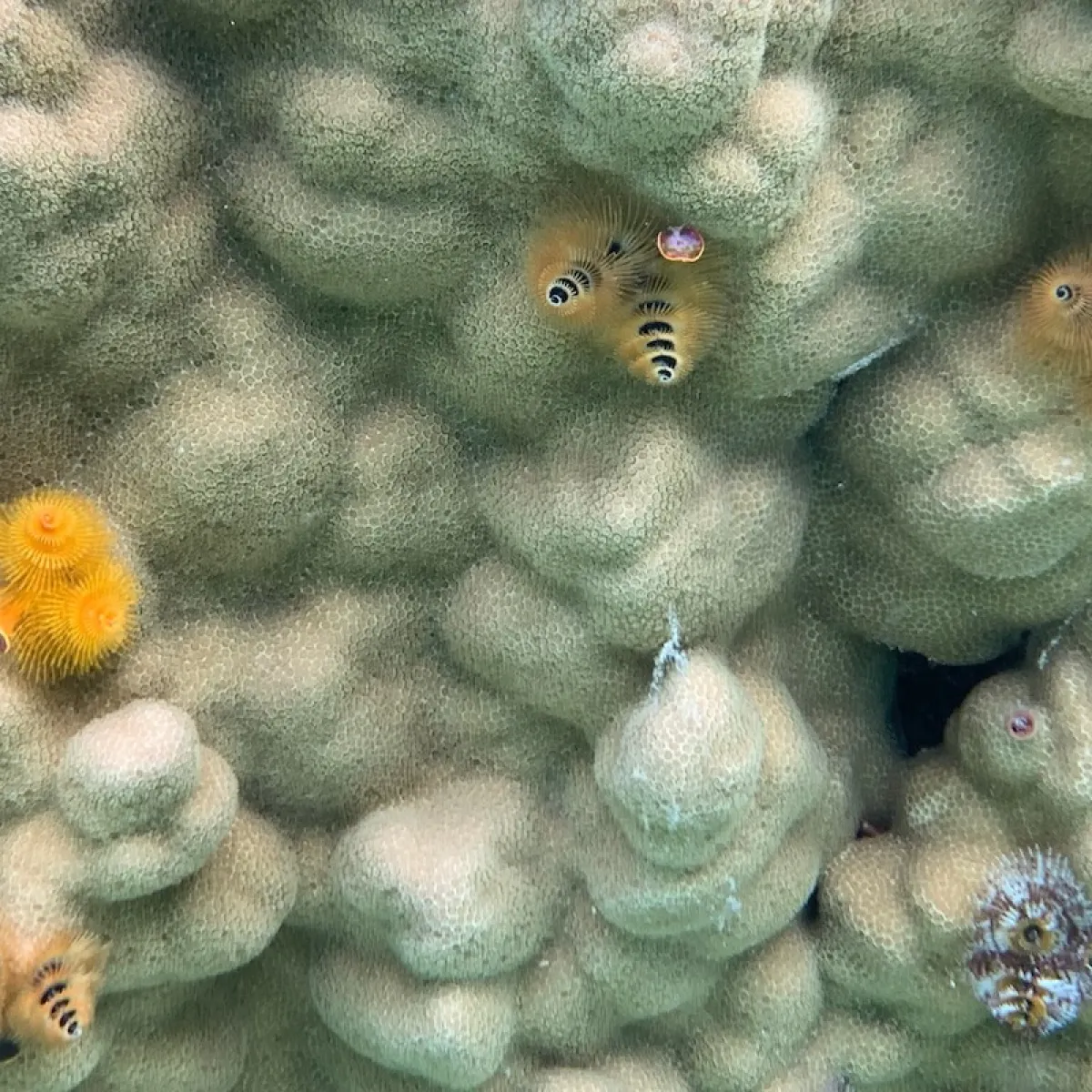Lorsqu’ils sont surpris, les vers se rétractent rapidement dans leurs terriers, se cachant des prédateurs potentiels.