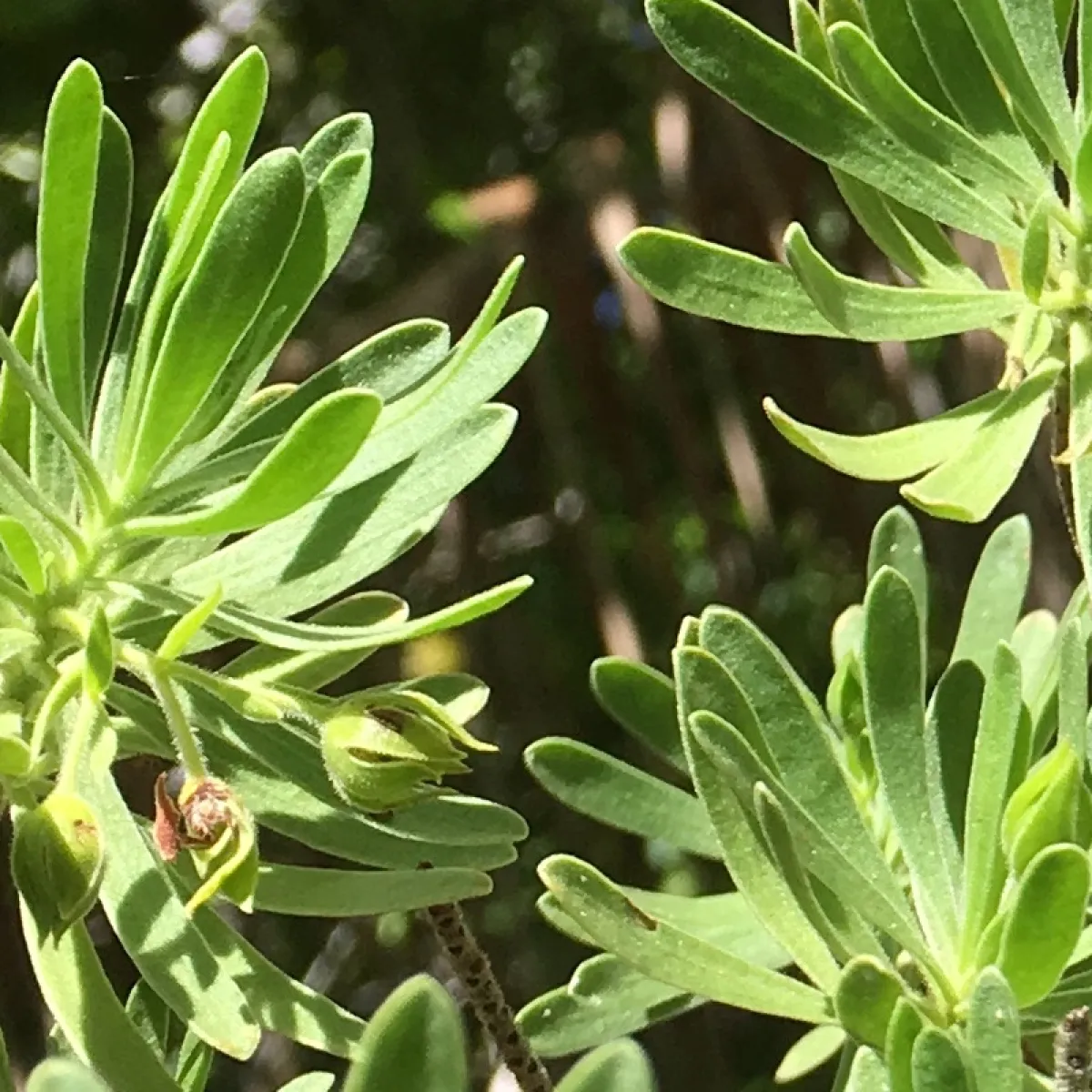 Bay cedar along the coast of motu Rimatu'u