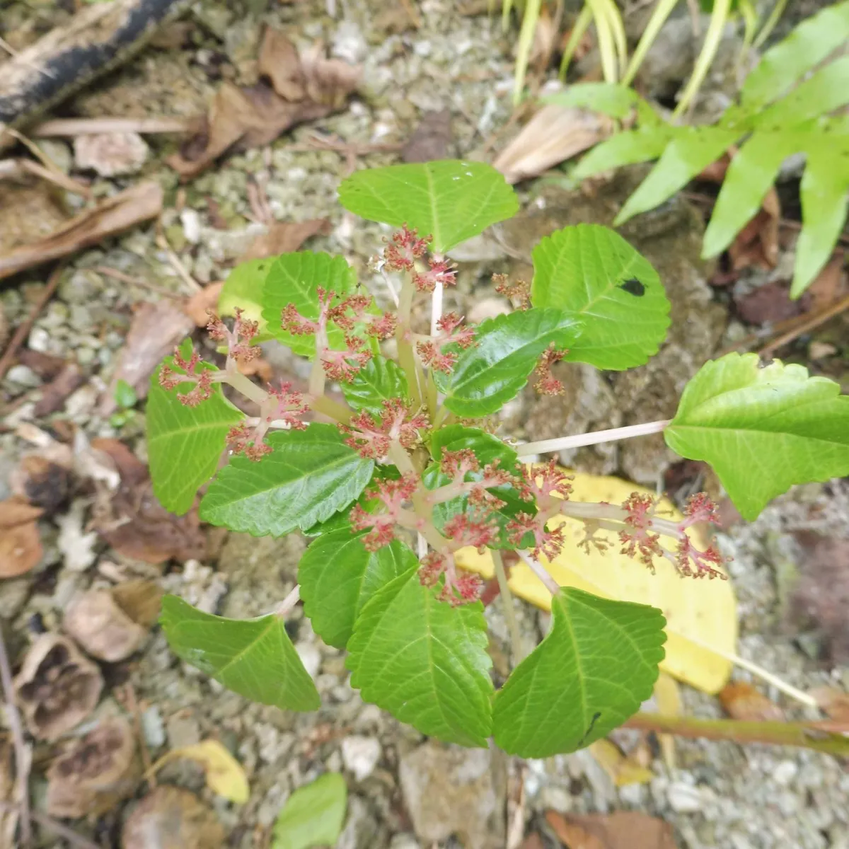 A small plant on the ground