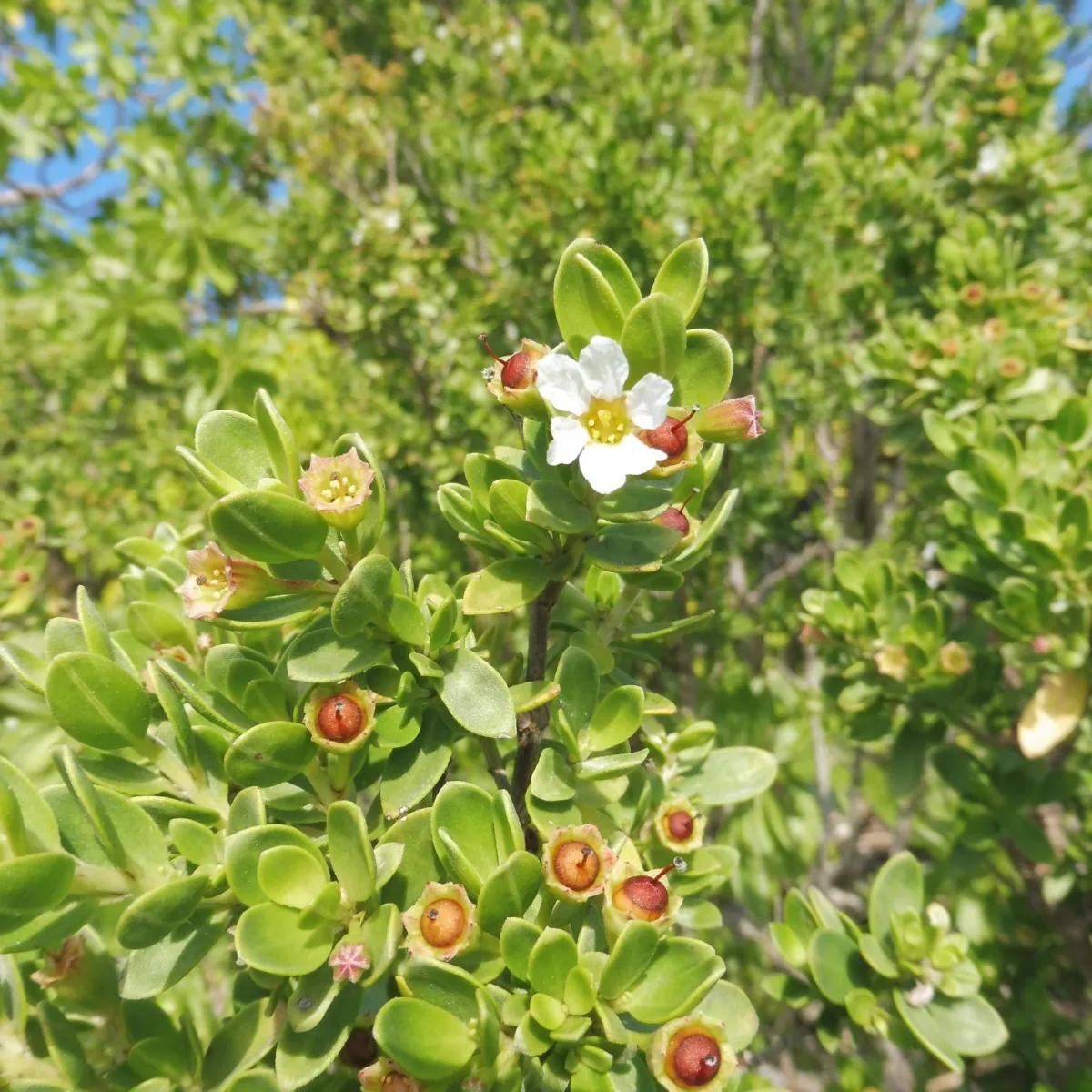 Photo: Jean-Yves Hiro Meyer Pemphis acidula flower and fruit on motu Ahuroa