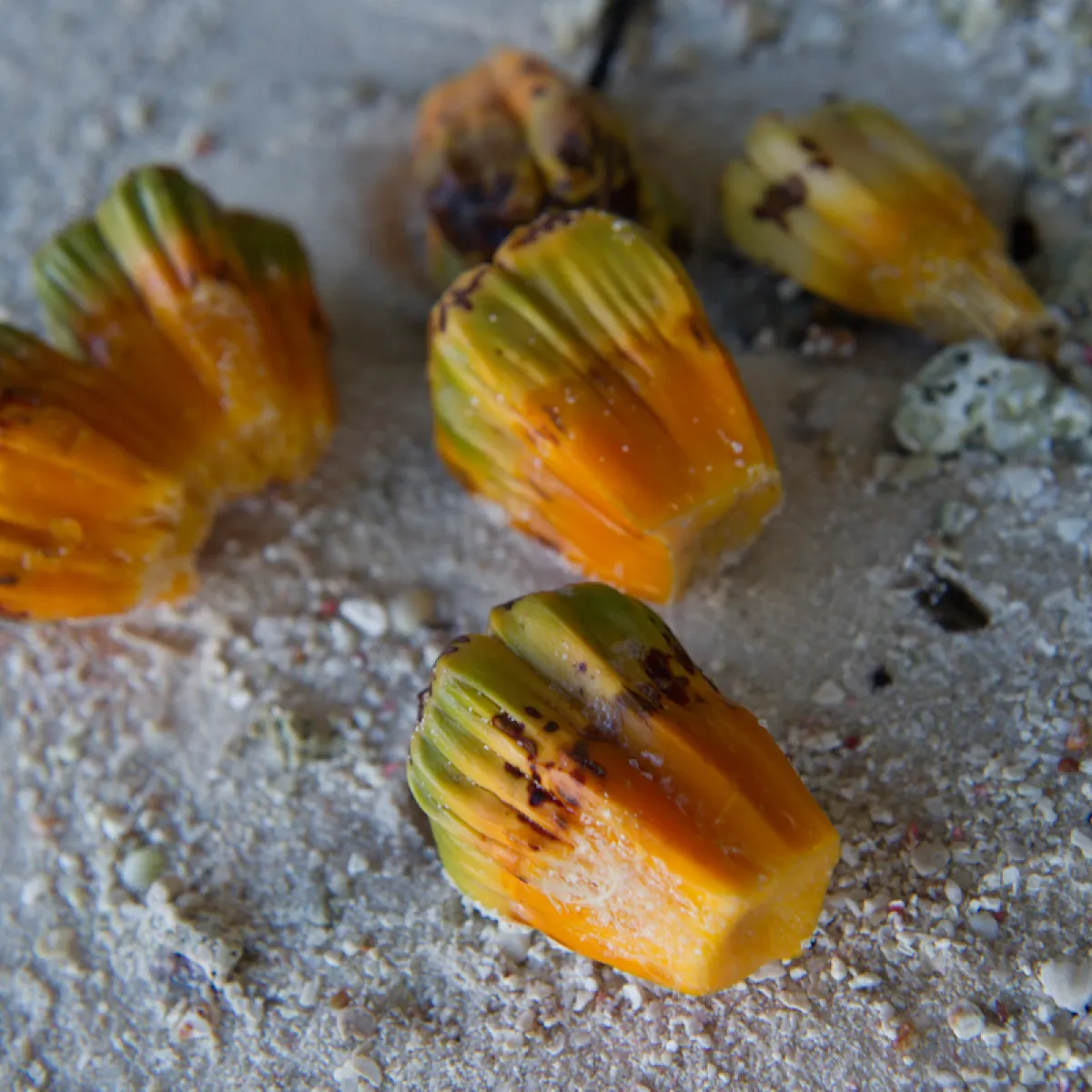 the edible parts of the pandanus
