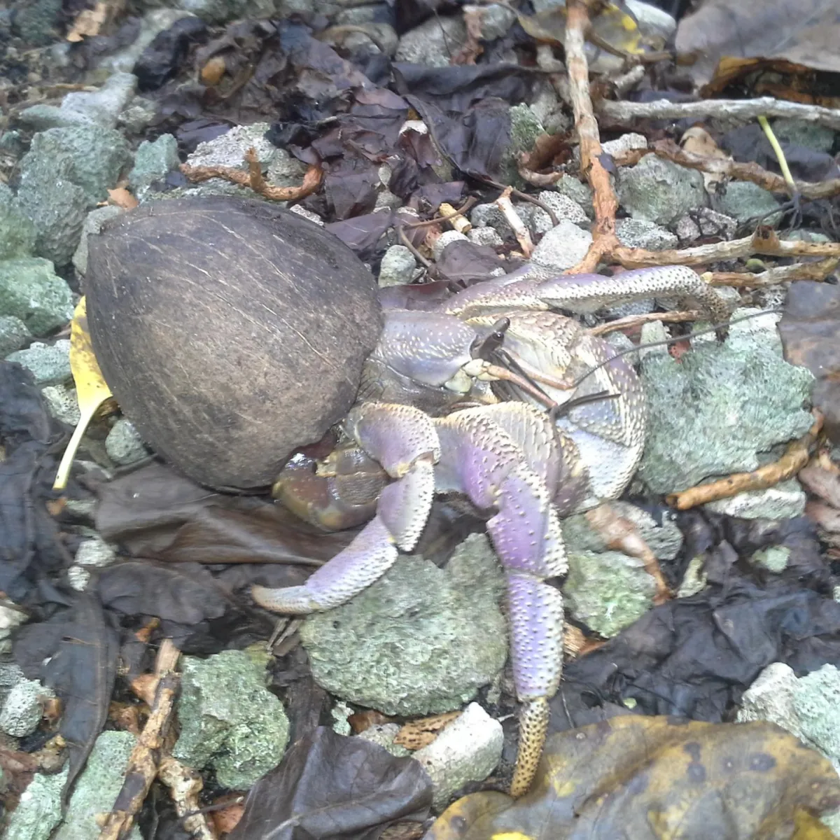 It is recognizable thanks to its color which is a range of purples and its cylindrical eye stalk