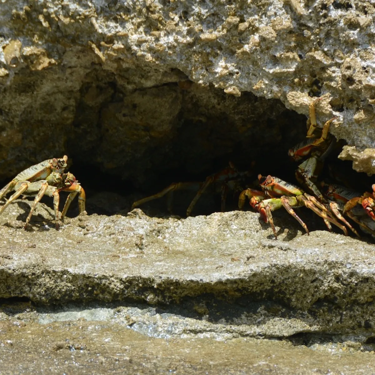 It is very common on rocky beaches. It can run very fast and jump from rock to rock, and can be fun to observe.