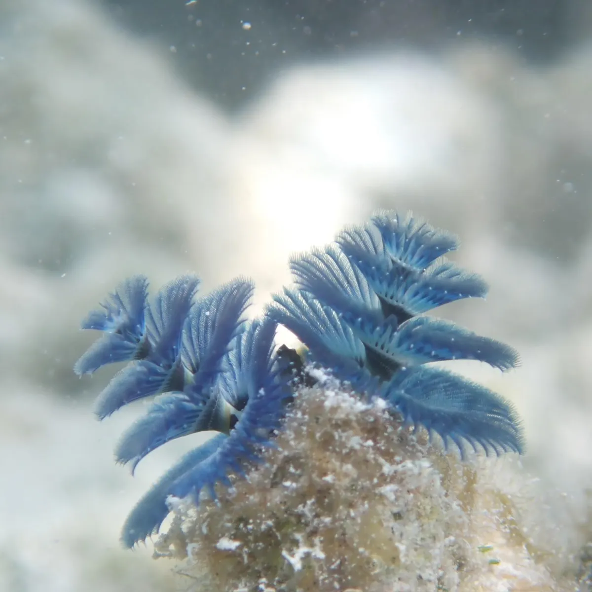 Chaque ver a deux couronnes aux couleurs vives qui dépassent de son corps en forme de tube.