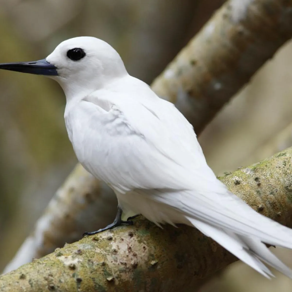 Photo: Tetiaroa Society Gygis alba
