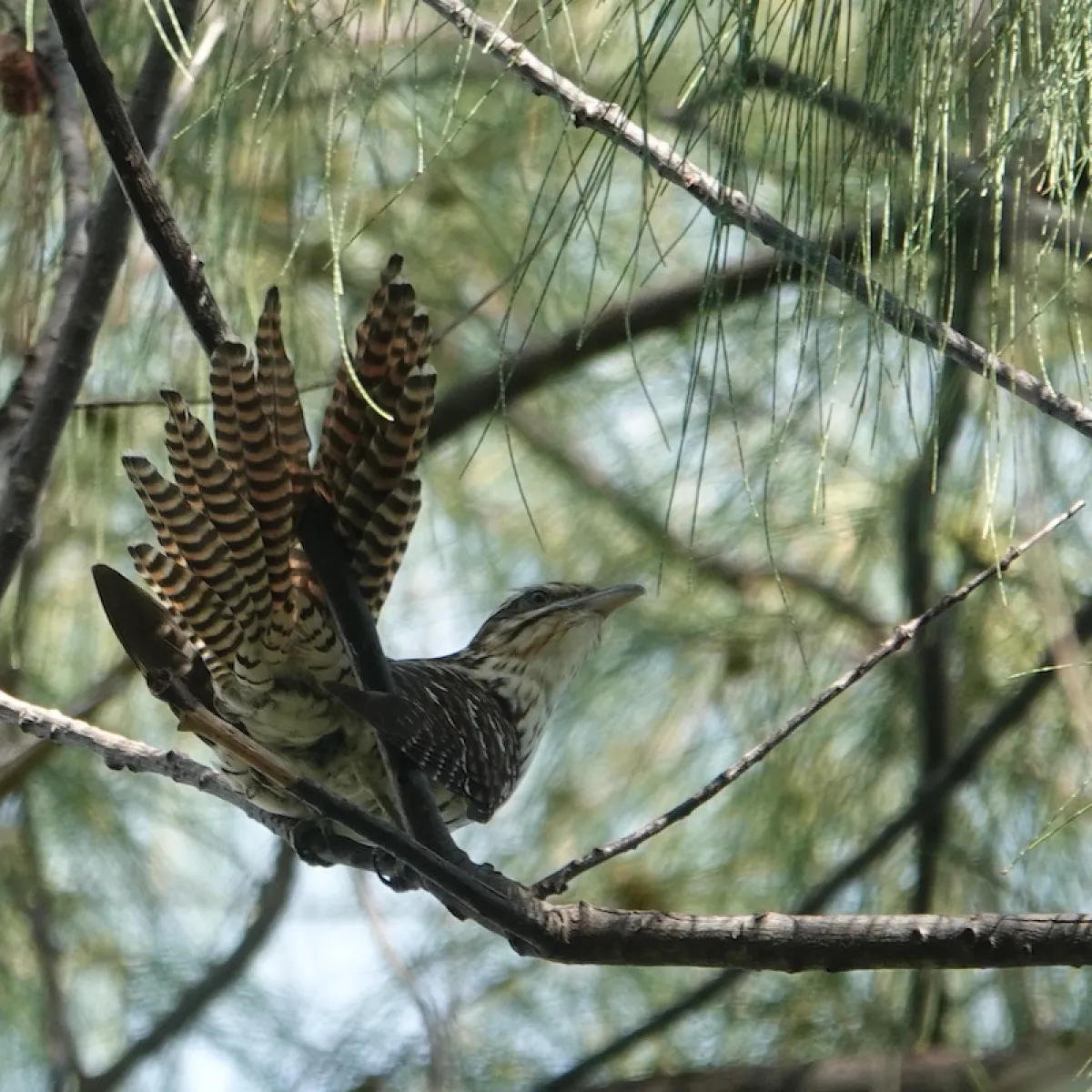 Photo: Tetiaroa Society 'Arevareva in an aito