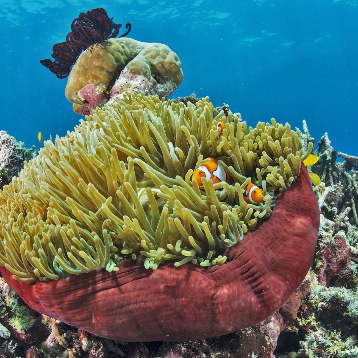 Photo : Jayne Jenkins / Ocean Image Bank We can find the clownfish in the lagoon as well as the external slope and passes.