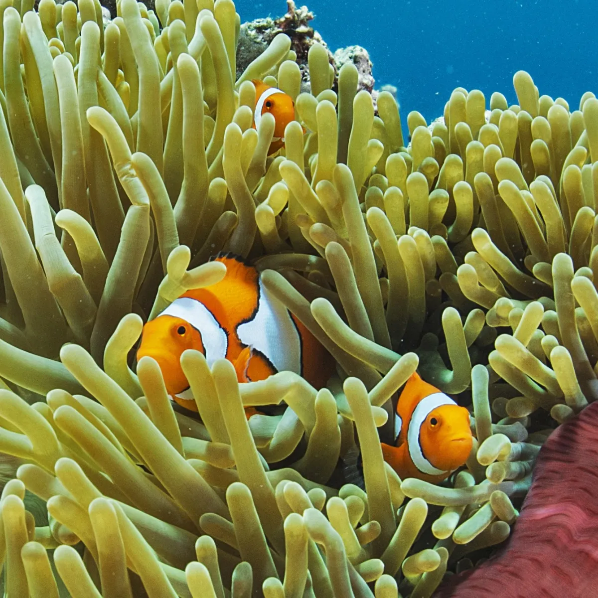 Photo : Jayne Jenkins / Ocean Image Bank 'Atoti lives in symbiosis with its home, the sea anemone.