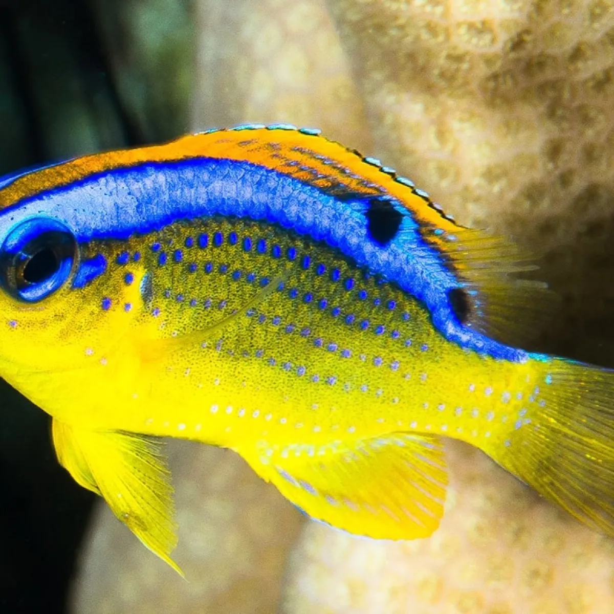This small damselfish gets its name from its favorite habitat - where the waves break.