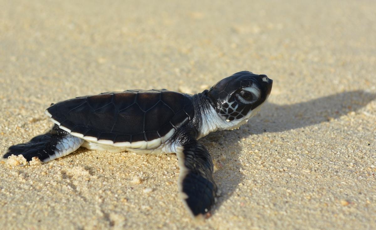 turtle hatchling on a Tetiaroa beach