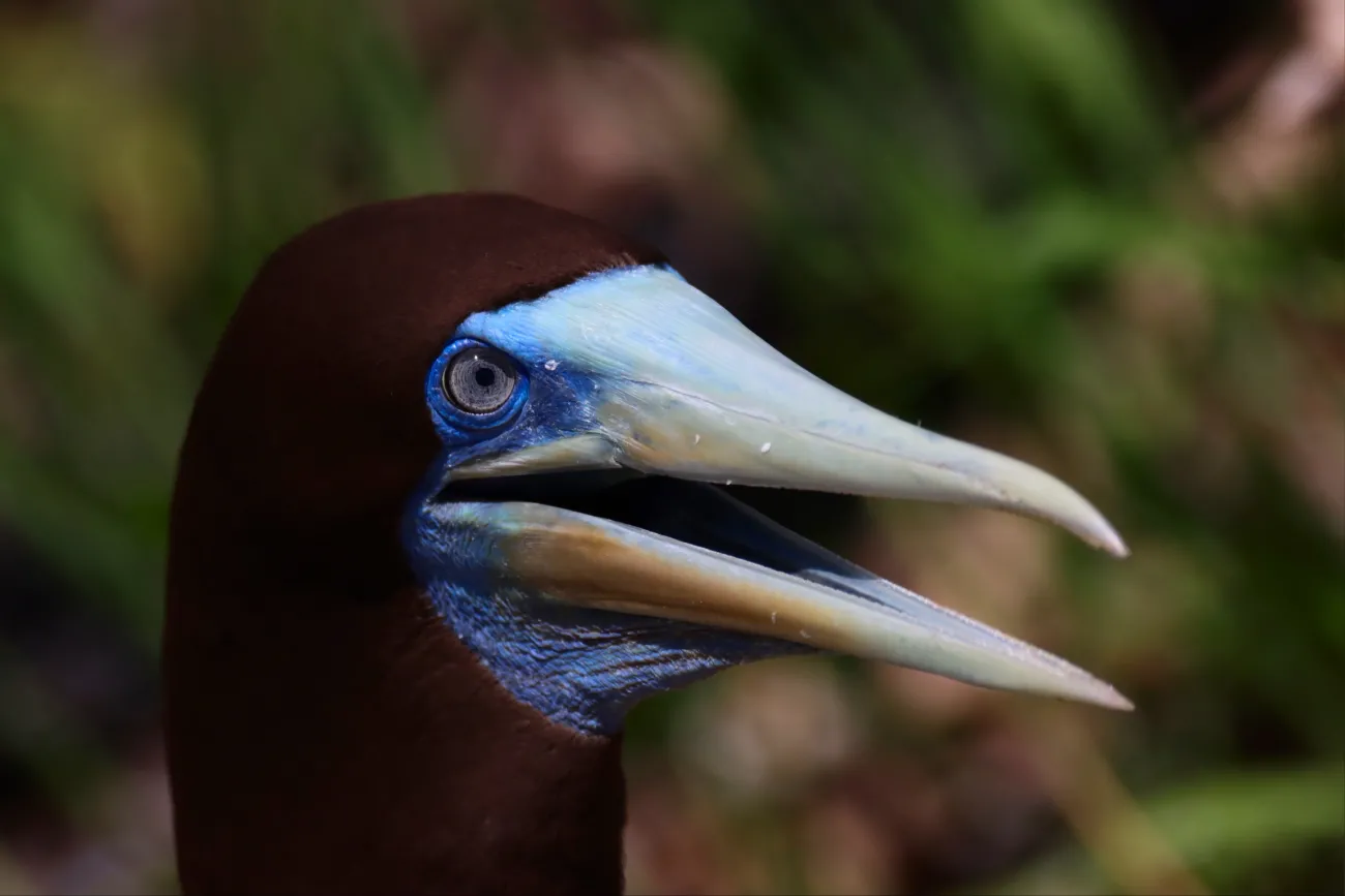brown booby
