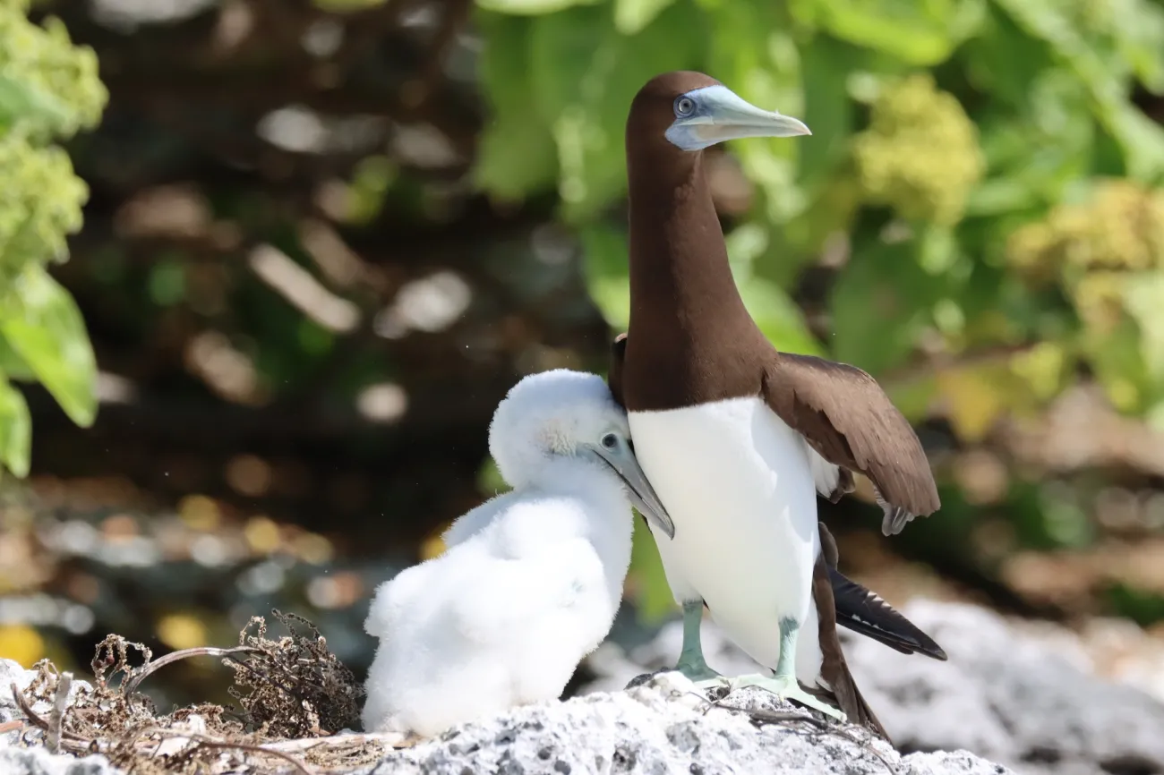 brown booby parent and chick