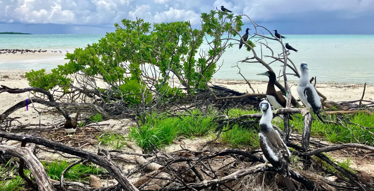 Brown boobies on Tetiaroa