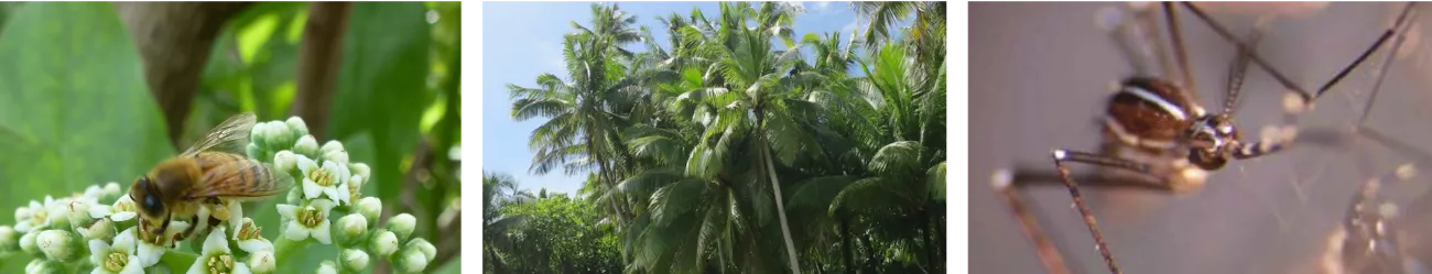effects of introduced species on Tetiaroa
