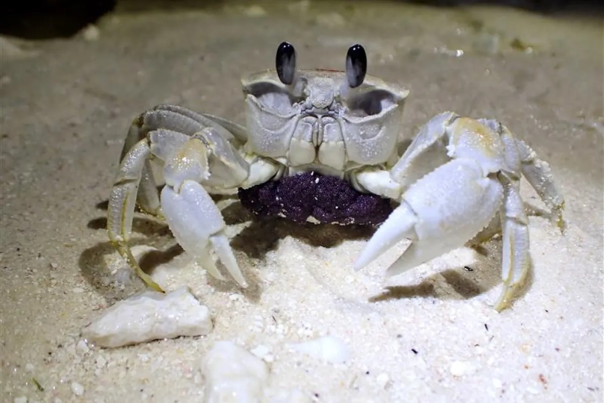 smooth-handed ghost crab