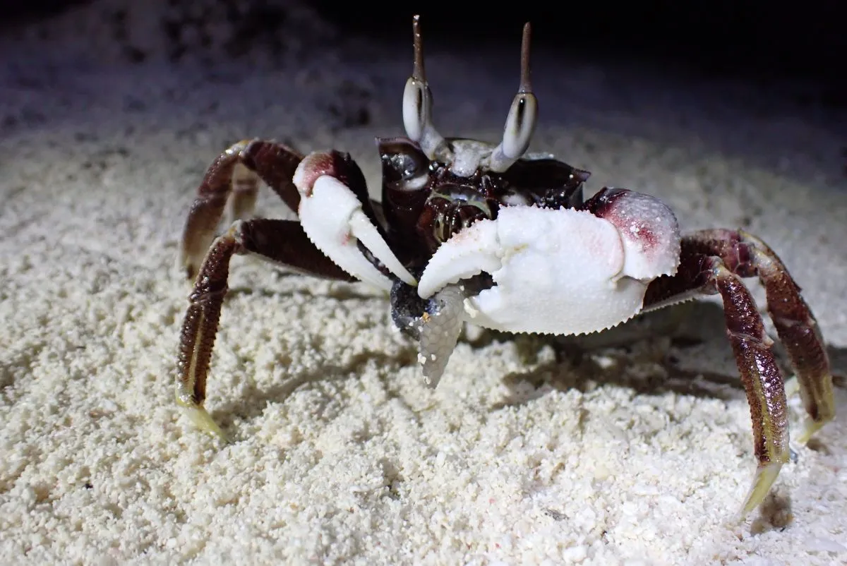 horned ghost crab