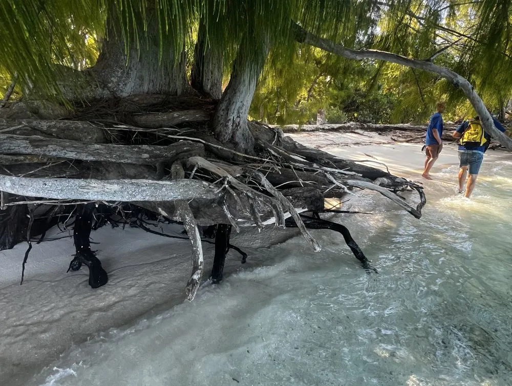 aito roots protect the coastline