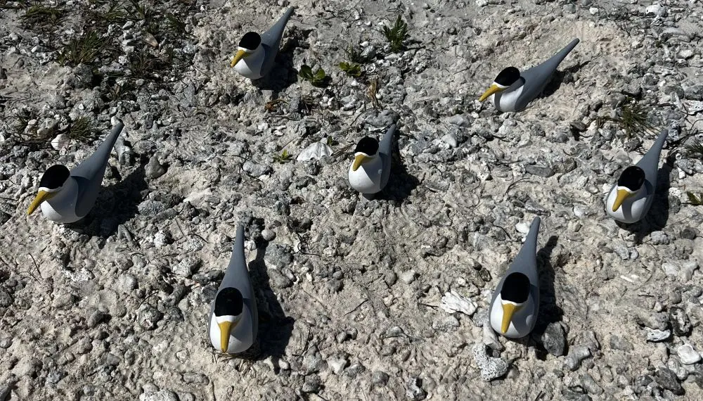 decoys to attract nesting birds