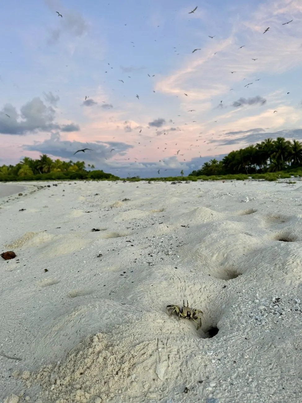 ghost crab burrows on the beach
