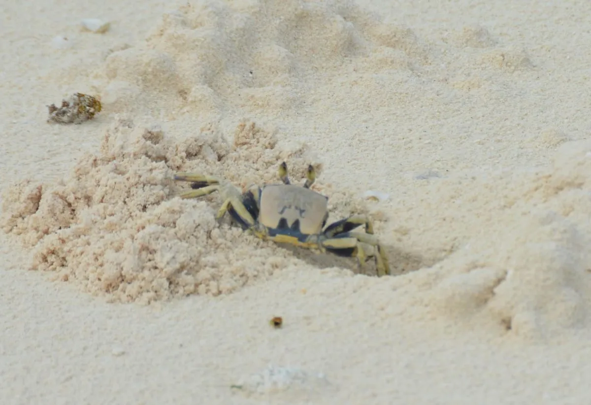 camouflaged ghost crab