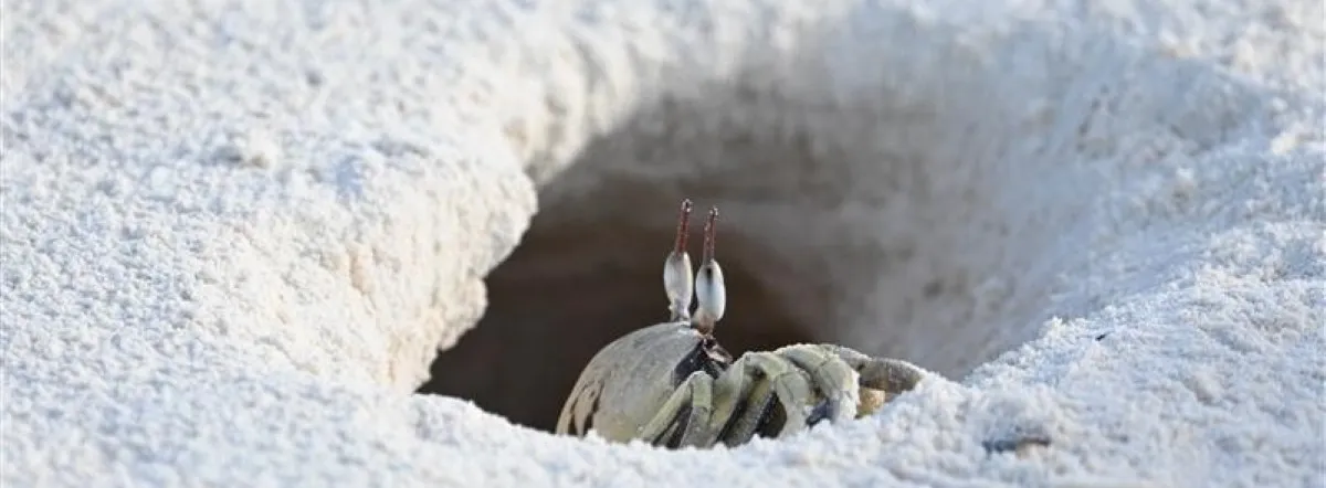 ohiti in a sand burrow