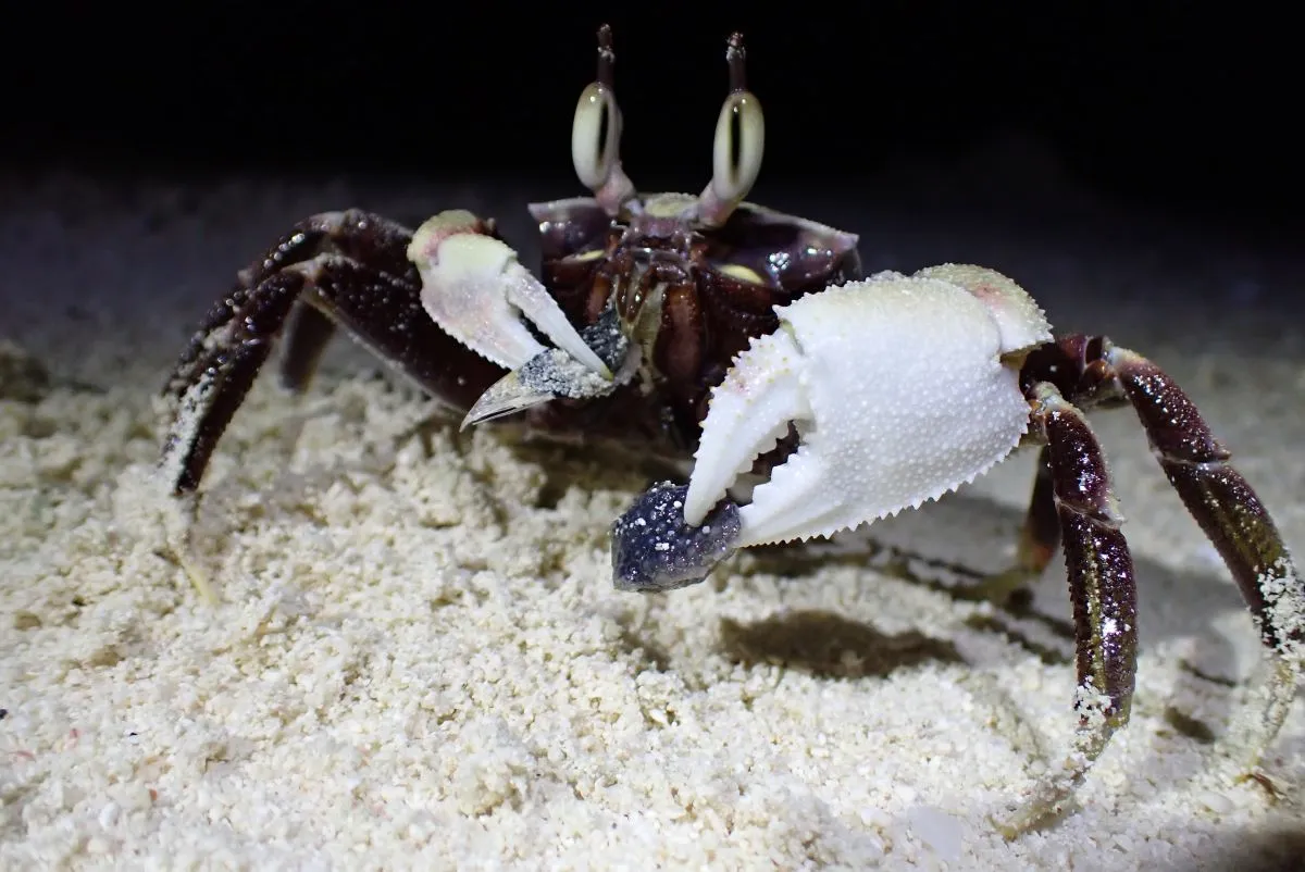 speedy ghost crab