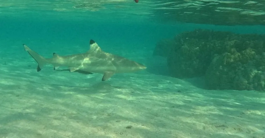shark in the lagoon