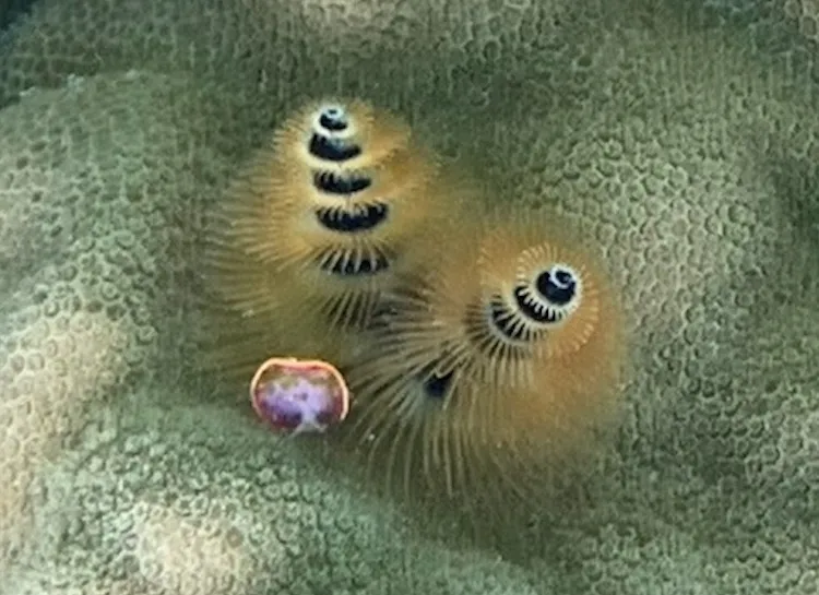christmas tree worm on brain coral
