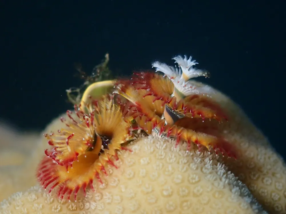 christmas tree worm