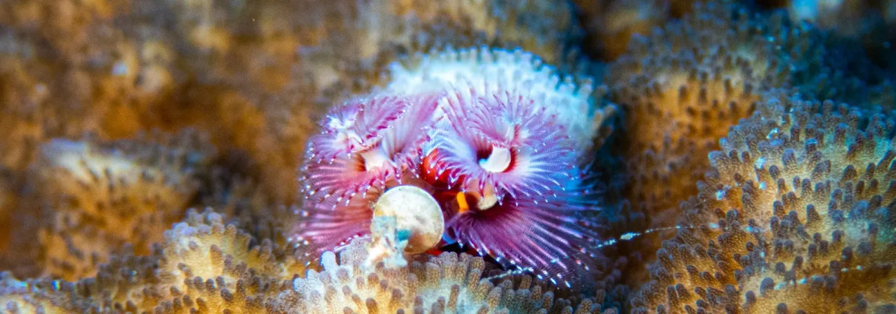 Spirobranchus giganteus corniculatus