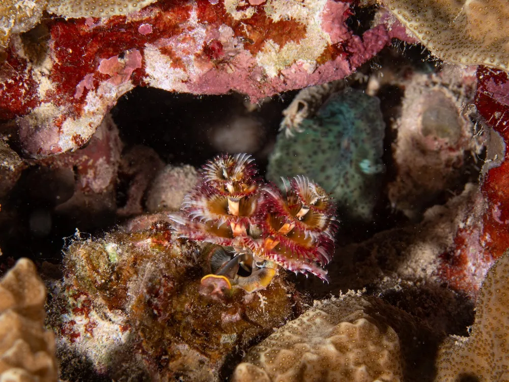 Spirobranchus giganteus corniculatus