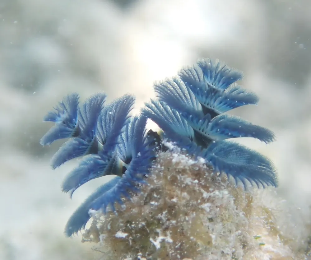 christmas tree worm