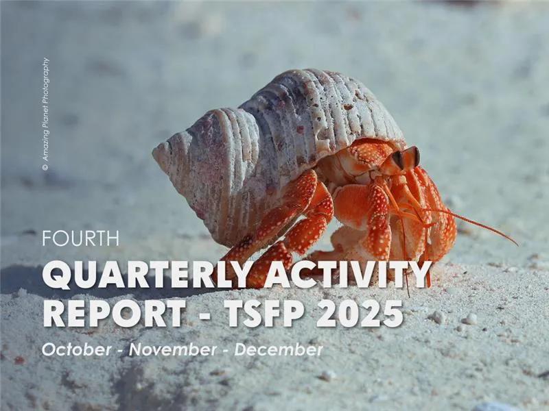 strawberry hermit crab on the beach