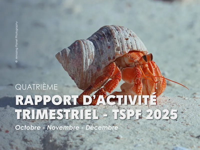 strawberry hermit crab on the beach