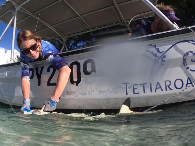 UW shark tagging team