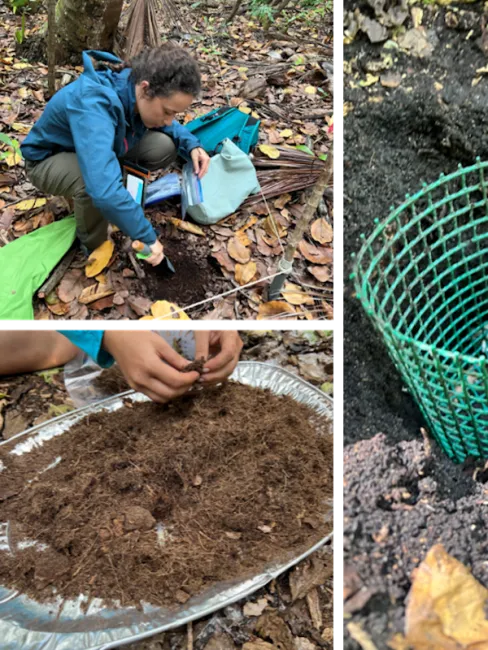 collecting samples of root ingrowth