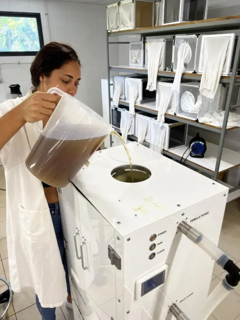 Teragihei verse les pupes mélangées dans la machine de séparation.