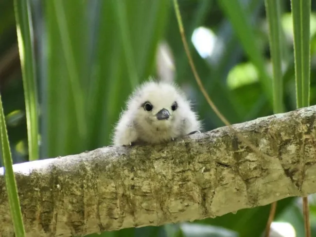 baby white tern on a branch
