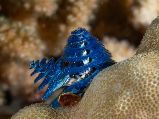 christmas tree worm
