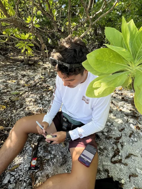 Michael measuring and counting brown booby eggs