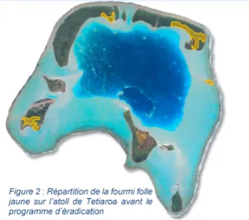 Yellow crazy ants before eradication program