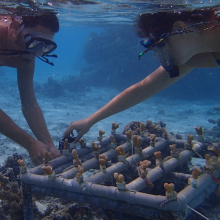 at work growing baby corals