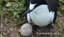 sooty tern with egg