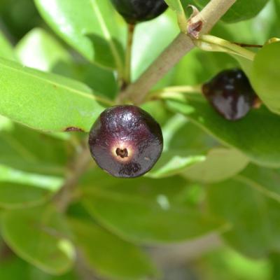 Banyan fig is called mati in Tahitian