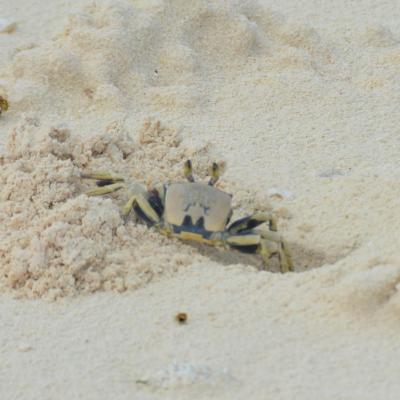 The horned ghost crab is the one that digs all the holes that can be found on the beaches of Onetahi.