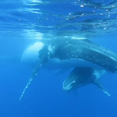 Tohora come to our warm waters from June to November to breed, give birth, nurse, and rest.